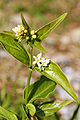 Vincetoxicum hirundinaria (flowers).jpg