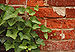 English Ivy Hedera helix Red Brick Wall 2892px.jpg