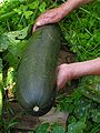 Cucurbita pepo Vilarromaris Oroso Galiza 3.jpg