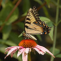 Eastern Tiger Swallowtail Papilio glaucus Flower 1800px.jpg