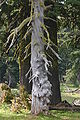 The Living and the Dead Trees.jpg