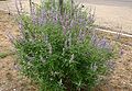 Vitex-agnus-castus-habit.JPG
