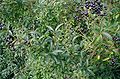 Ligustrum-vulgare-fruits.JPG