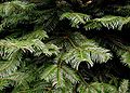 Abies grandis needles.jpg