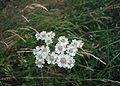 Achillea-ptarmica-flowers.JPG
