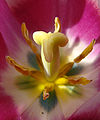 Tulipan wisnia6522.jpg