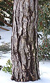 Austrian Pine Pinus nigra Trunk 1700px.jpg