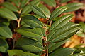 Dog-hobble Leucothoe axillaris Leaf Closeup 3008px.jpg