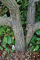 Franklin Tree Franklinia alatamaha Trunk 2000px.JPG