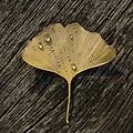 Ginkgo biloba Fächerblattbaum 07.JPG