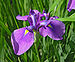 Unidentified Iris Chanticleer Purple 2868px.jpg