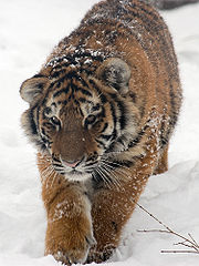 Amur Tiger Panthera tigris altaica Cub Walking 1500px.jpg