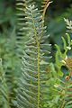 Christmas Fern Polystichum acrostichoides Leaf 2000px.JPG
