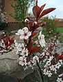 Prunus-cistena-cultivar-Nigra.JPG