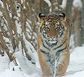 Amur Tiger Panthera tigris altaica Cub 2184px.jpg