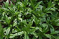 Bottle Gentian Gentiana clausa Leaves 3008px.JPG
