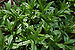 Bottle Gentian Gentiana clausa Leaves 3008px.JPG