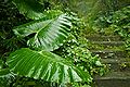 Taiwan 2009 JinGuaShi Historic Gold Mine Abandoned Trail Giant Taro Elephant Ear Taro FRD 8760.jpg