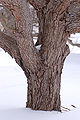 Flowering Dogwood Cornus florida 'First Lady' Trunk 2000px.jpg