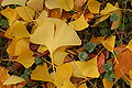 Ginkgo Tree Ginkgo biloba Fallen Leaves 3008px.jpg