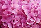 Hydrangea June 2001-4.jpg