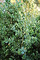 Common Boxwood Buxus sempervirens 'Vardar Valley' Plant 2000px.JPG