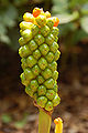 Cuckoo Pint Arum italicum Berries 2000px.jpg