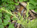 Deodar Cedar Cedrus deodara 'Gold Cone' Needles 3264px.jpg