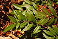 Dog-hobble Leucothoe axillaris Branch 3008px.jpg