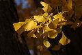 Ginkgo Tree Ginkgo biloba Leaves Tree 3008px.jpg