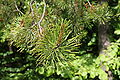Pinus contorta latifolia foliage.JPG