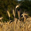 Triticum polonicum L 8.JPG