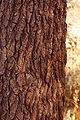 American Sweetgum Liquidambar styraciflua Trunk Bark 2000px.jpg