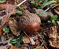 Oak Acorn 1550px.jpg