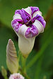 Unidentified Morning Glory Wilted 2000px.jpg