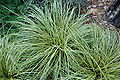 Evergold Sedge Carex oshimensis 'Evergold' Plant 3008px.JPG