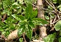 Mercurialis-perennis-female.JPG