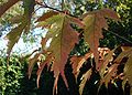 Acer-ginnala-autumn.JPG