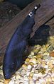 Black Ghost Knifefish 400.jpg
