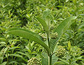Common Milkweed Asclepias syriaca Top Side 2600px.jpg