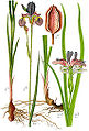 Iris spp Sturm61.jpg