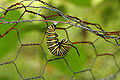 Monarch Butterfly Danaus plexippus Pupation 2419px.jpg