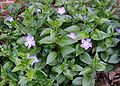 Vinca-major1.JPG