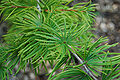 Golden-Larch Pseudolarix kaempferi Sprig 3008px.jpg