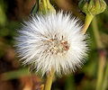 Immature Hieracium seedhead.jpg