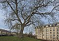 Luxemb Konviktsgaart walnut 03.jpg