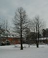 Taxodium-distichum-winter.JPG
