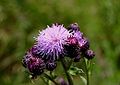 Cirsium-arvense-flowers.JPG