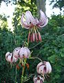 Lilium-martagon-flower.JPG