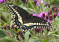 Black Swallowtail Papilio polyxenes 1700px.jpg